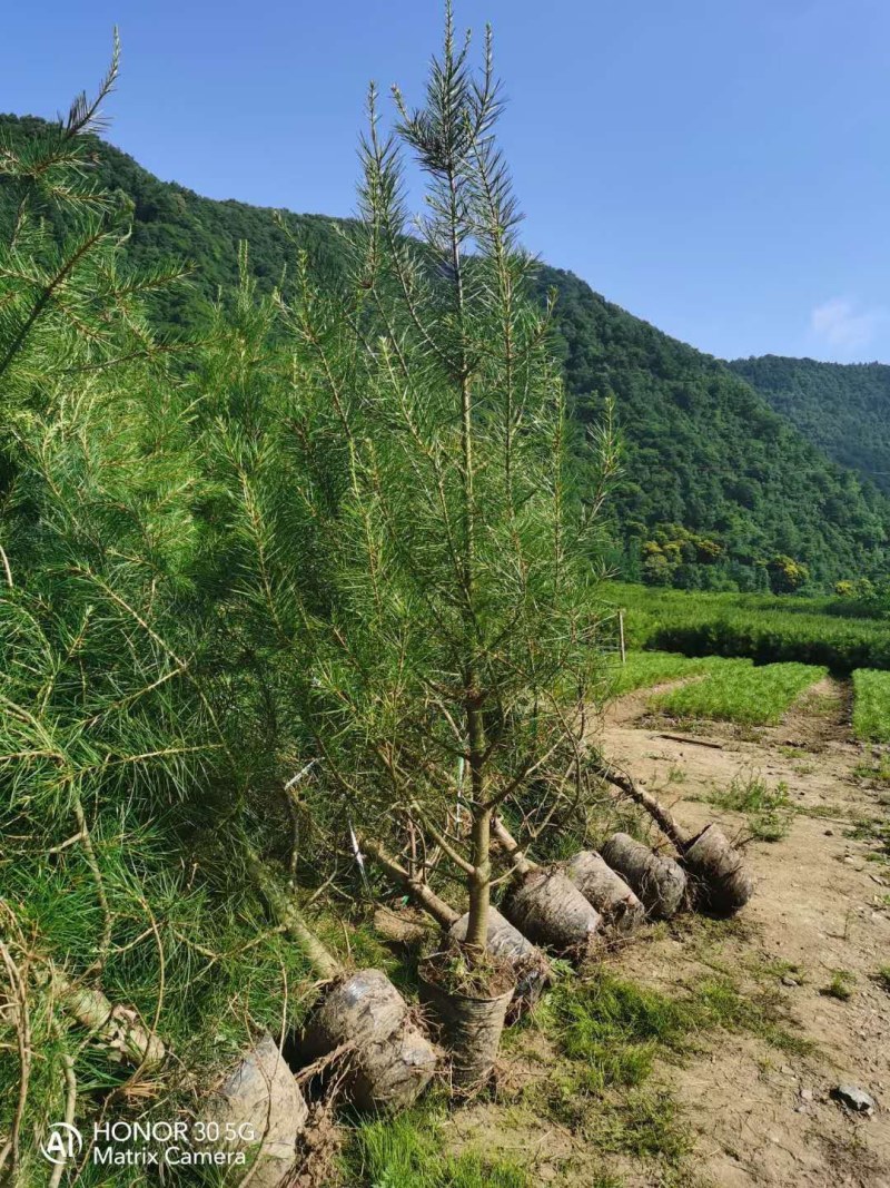 松树苗白皮松杯苗16到18基地直供货源充足欢迎来电