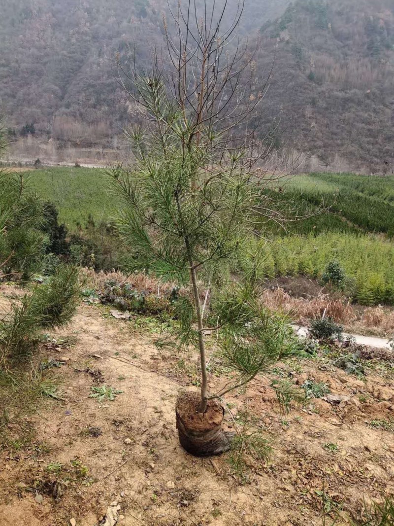松树苗白皮松杯苗16到18基地直供货源充足欢迎来电