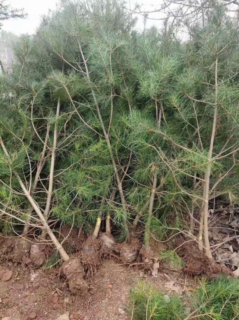 松树苗白皮松杯苗16到18基地直供货源充足欢迎来电