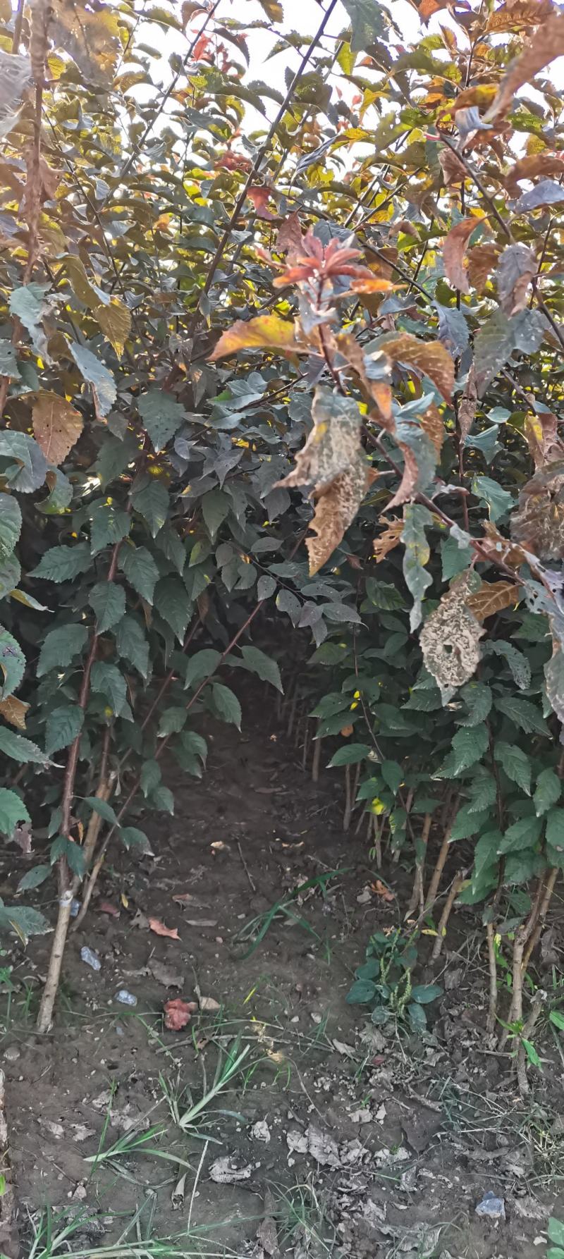 红叶榆叶梅，河南鄢陵货源，自家苗圃一手货源无中介