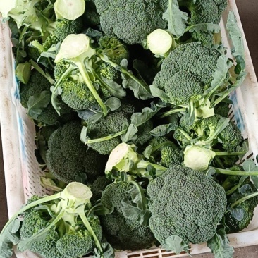 云南高原优选耐寒优秀西兰花一级精品西兰花批发市场商超