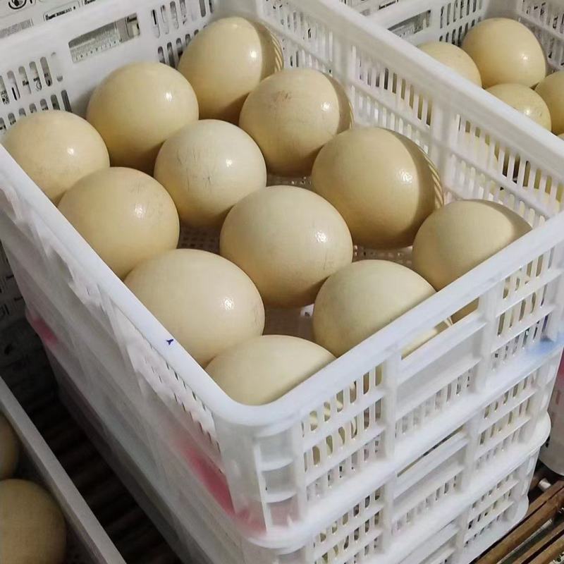 鸵鸟蛋