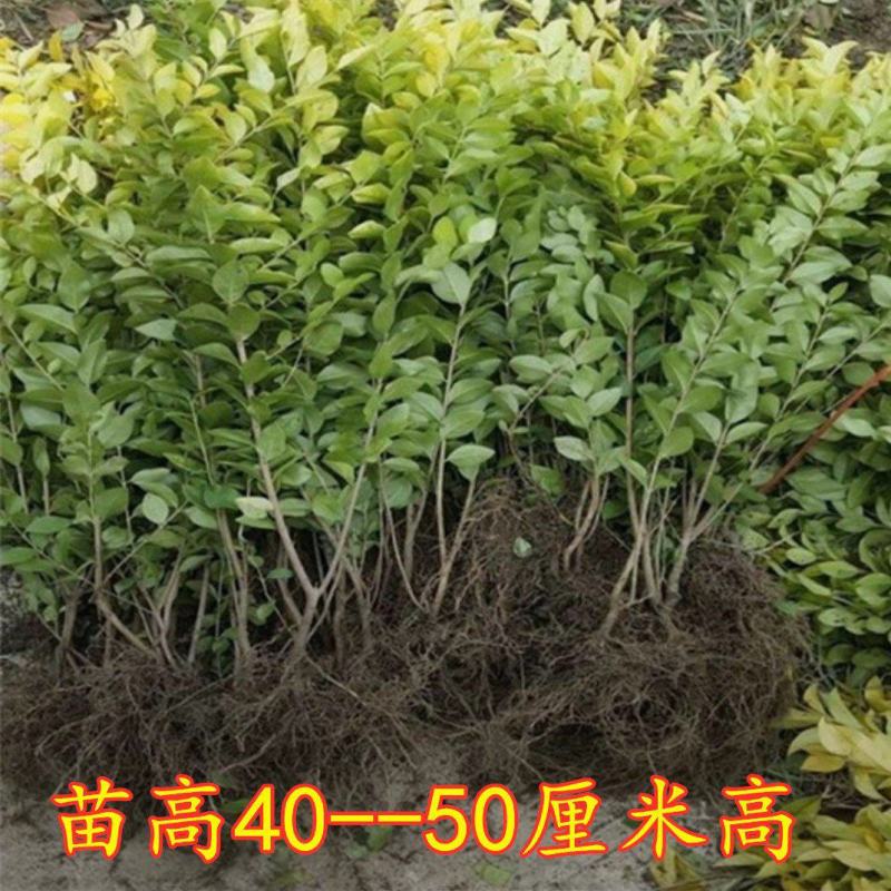 金叶女贞树苗庭院围墙绿篱四季常青不落叶金叶女贞耐寒绿化工