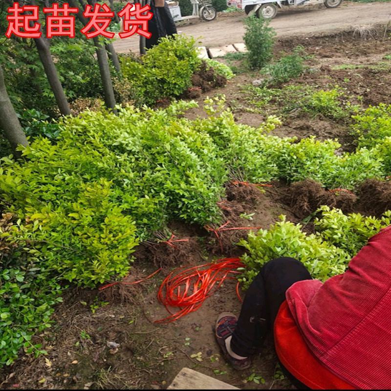 金叶女贞树苗庭院围墙绿篱四季常青不落叶金叶女贞耐寒绿化工