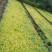 金叶女贞树苗庭院围墙绿篱四季常青不落叶金叶女贞耐寒绿化工