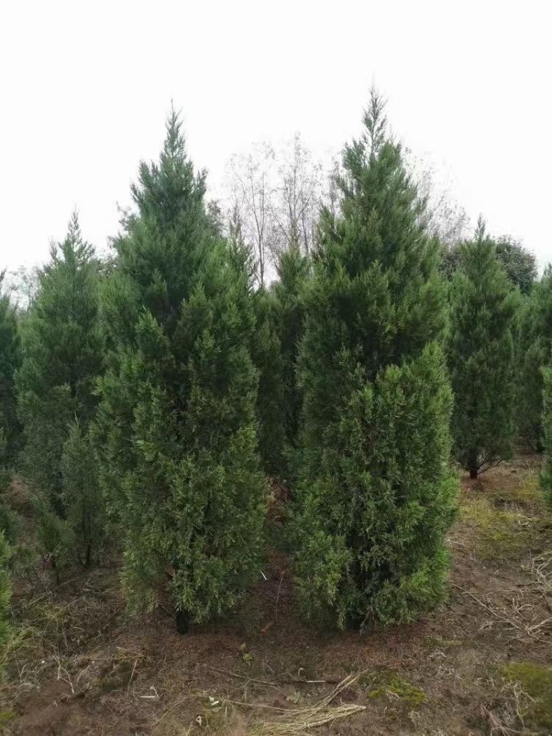 1米以上高度北京桧，塔柏苗圃货源充足无中间商，正在热卖