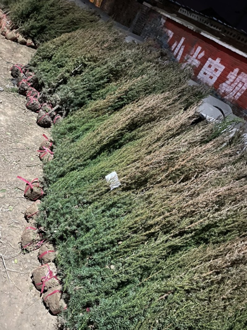 1米以上高度北京桧，塔柏苗圃货源充足无中间商，正在热卖