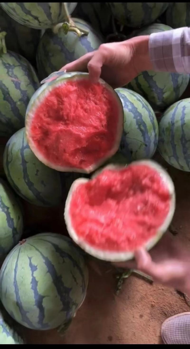 神奥果美，美都系列西瓜种子早中熟花皮圆形春季大棚红心