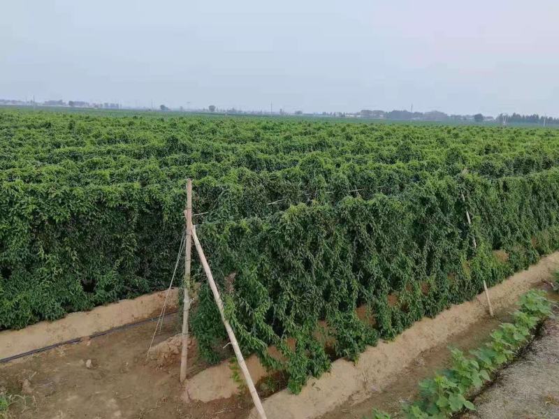 山药豆苗山药嘴子山药载子日本白玉山药苗