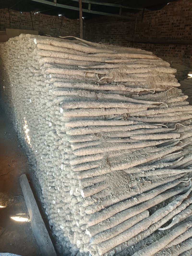 山东聊城莘县白玉山药抢购中，