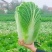 城固县：白菜（义和秋大白菜）貭量高颜色绿产地直销货源充足