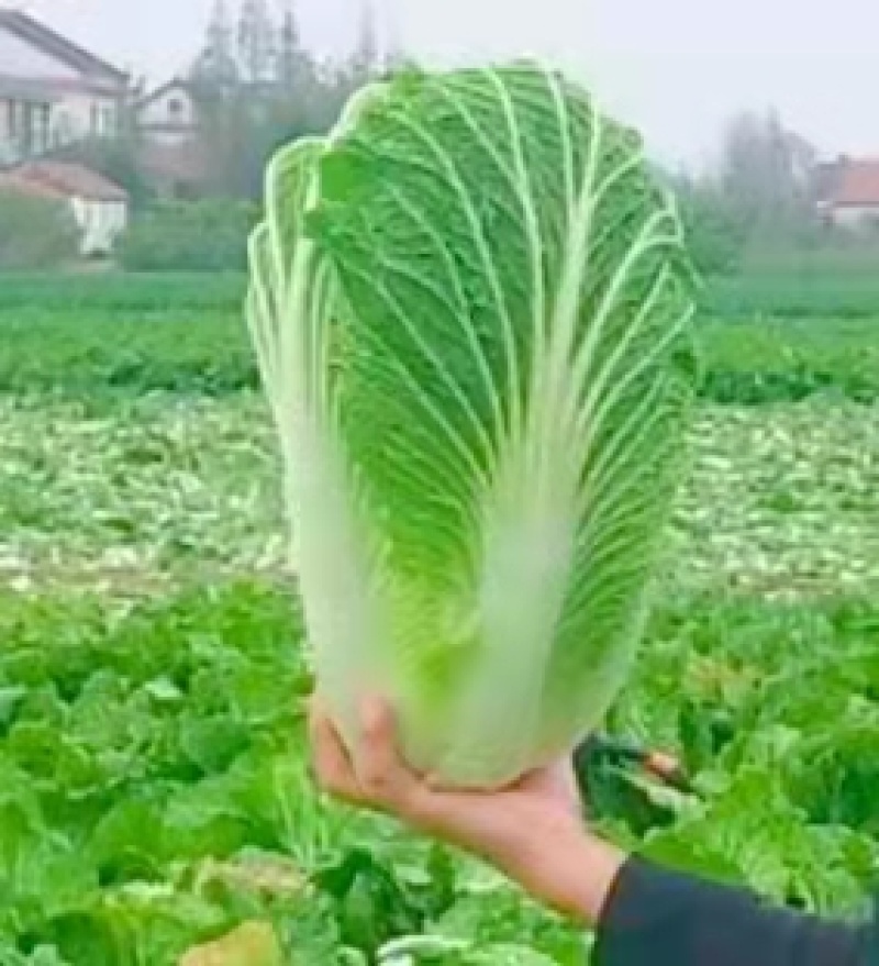城固县：白菜（义和秋大白菜）貭量高颜色绿产地直销货源充足