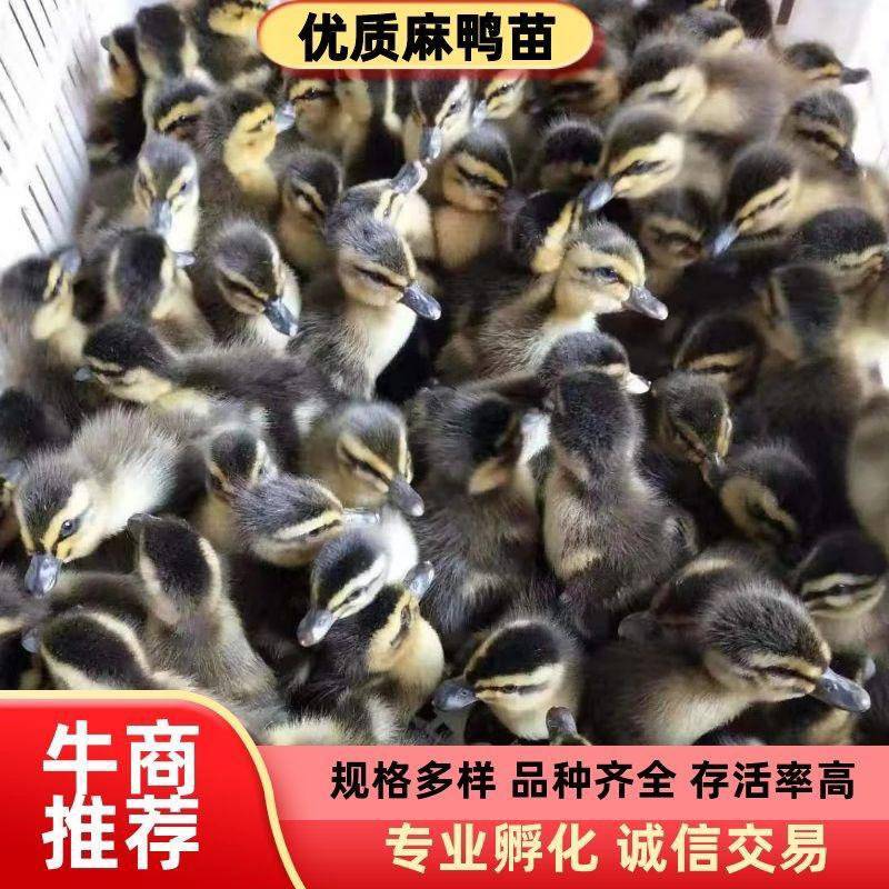 各种绿头麻鸭苗、青壳四号、瘦肉型、快大型批发出售