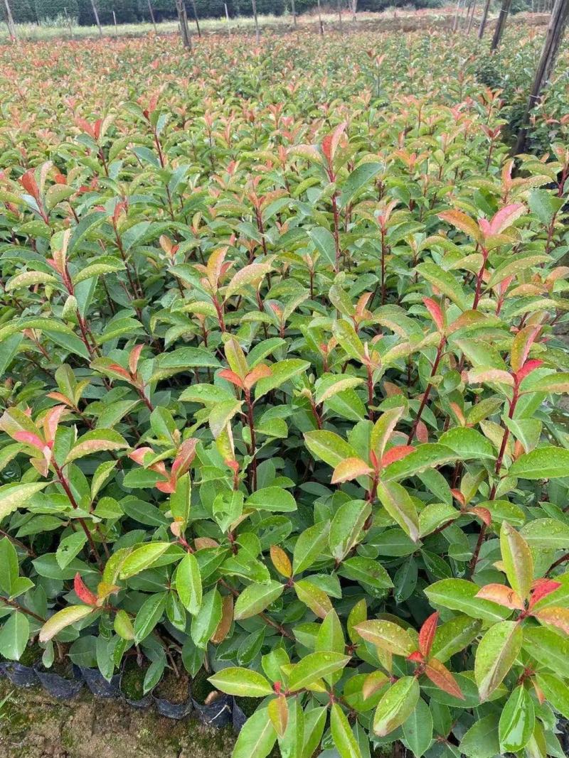 红叶石楠红叶石楠小杯红叶石楠大杯红叶石楠基地直销