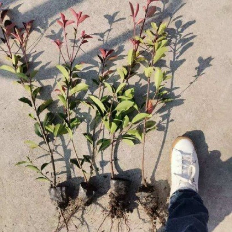 红叶石楠红叶石楠小杯红叶石楠大杯红叶石楠基地直销