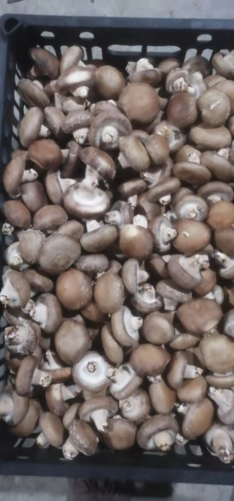 鲜香菇