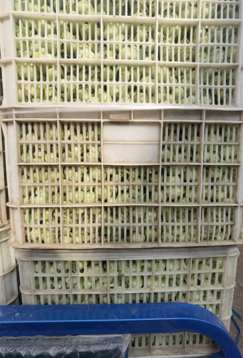 【热销】精品一级小油菜小青菜基地直销全国发货