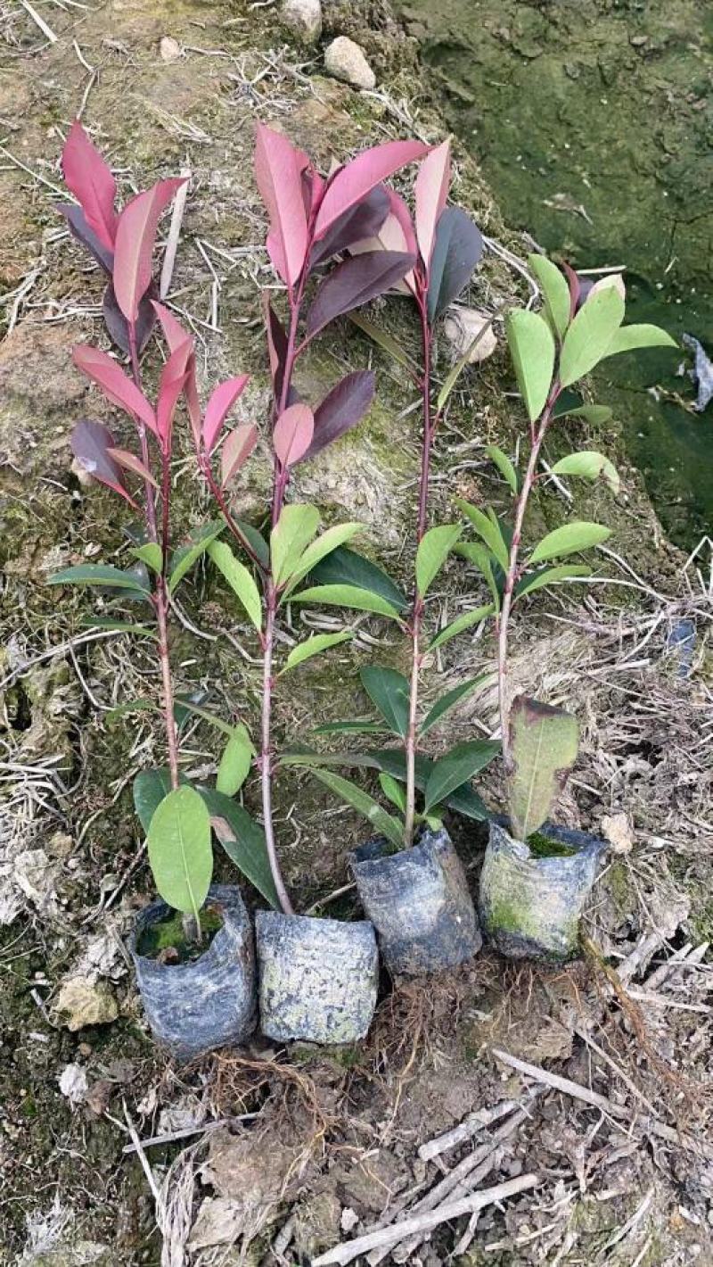 红叶石楠苗红叶石楠小杯苗庭院工程树苗绿化苗篱笆苗木树小