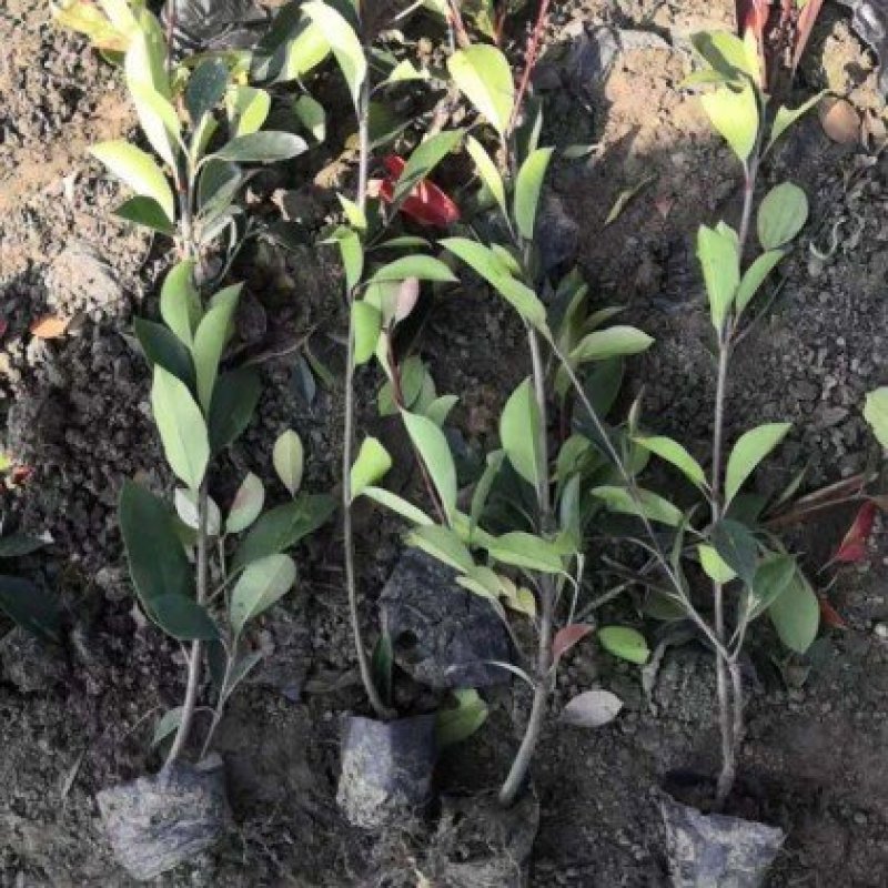 红叶石楠苗红叶石楠小杯苗庭院工程树苗绿化苗篱笆苗木树小