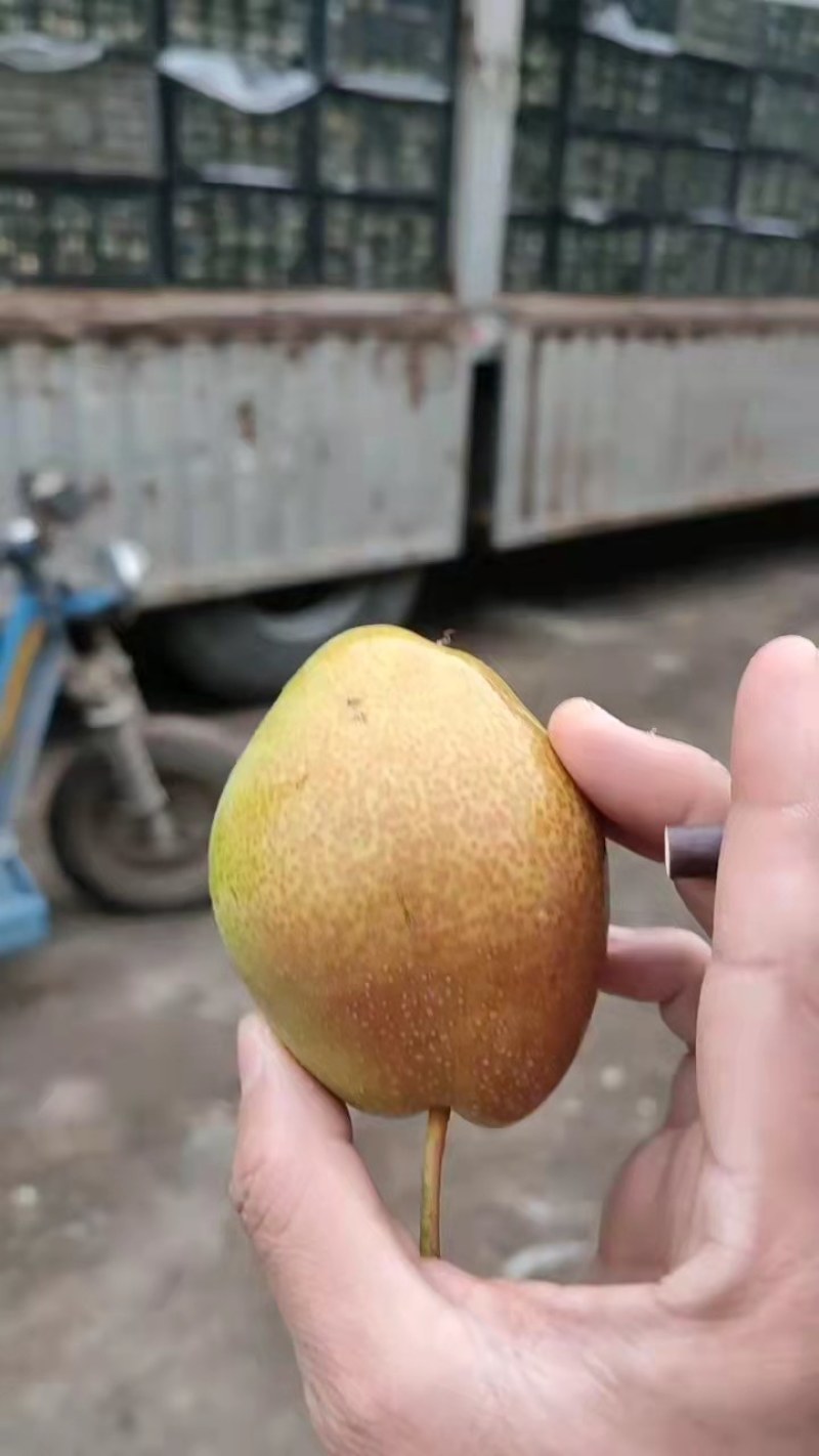 红香酥梨框装，高，中，低货。需要的联系