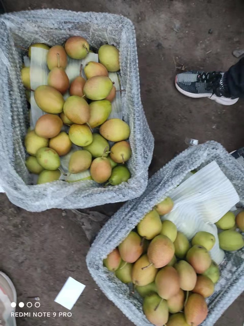 红香酥梨框装，高，中，低货。需要的联系