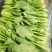【热销】（坏菜包赔）精品小青菜油菜产地直销
