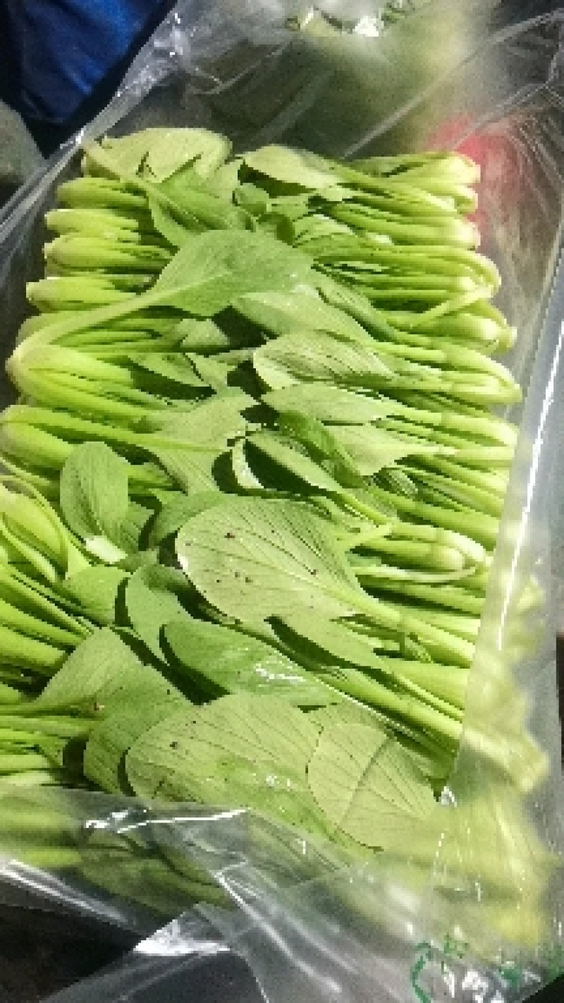 【热销】（坏菜包赔）精品小青菜油菜产地直销
