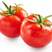 西红柿粉果西红柿基地直供大量上市欢迎订购