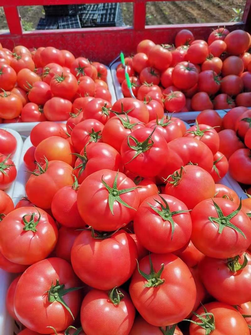 西红柿粉果西红柿基地直供大量上市欢迎订购