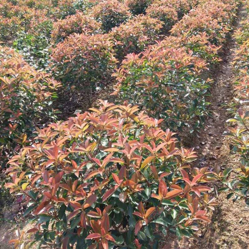 红叶石楠球基地直销优质红叶石楠球规格齐全