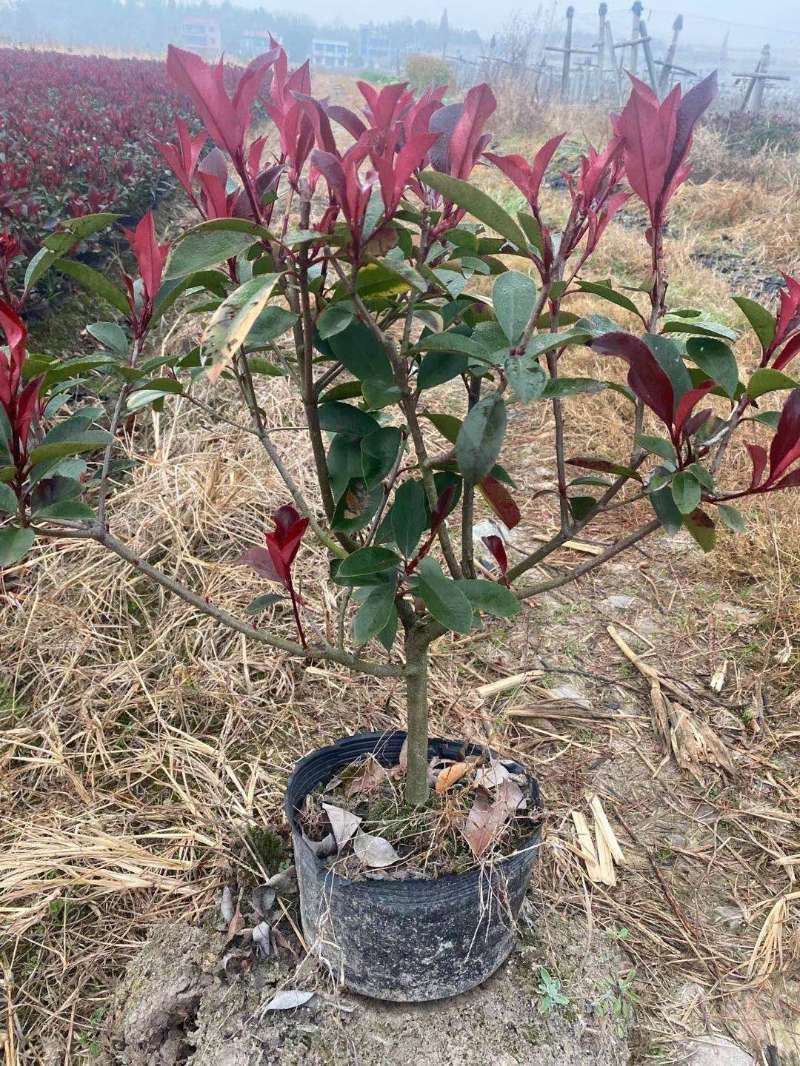 红叶石楠球基地直销优质红叶石楠球规格齐全