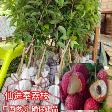 仙进奉荔枝苗正品嫁接妃子笑无核荔枝桂味荔枝苗白糖罂