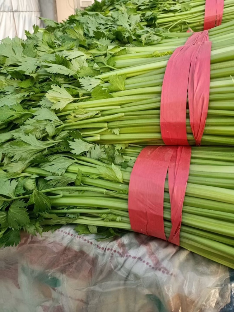 【邯郸热销】精品芹菜新鲜上市全国代发需要的老板联系