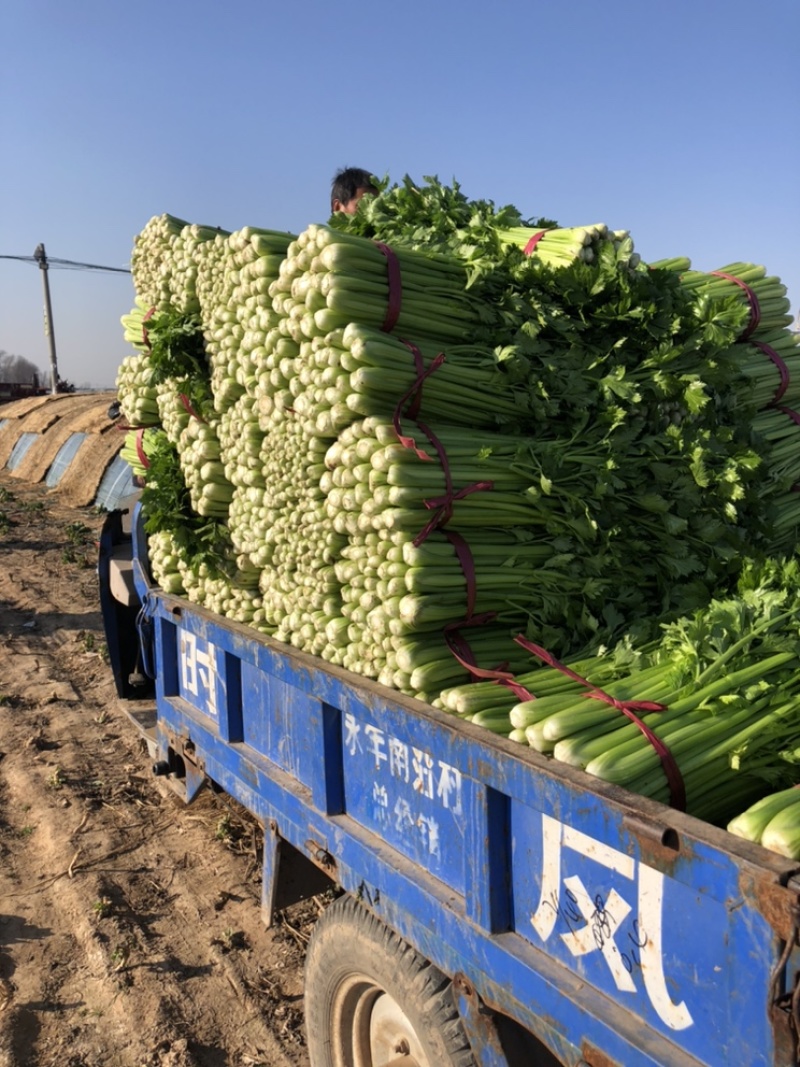 【邯郸热销】精品芹菜新鲜上市全国代发需要的老板联系