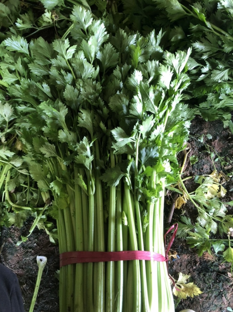 【邯郸热销】精品芹菜新鲜上市全国代发需要的老板联系