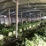 【邯郸热销】精品芹菜新鲜上市全国代发需要的老板联系