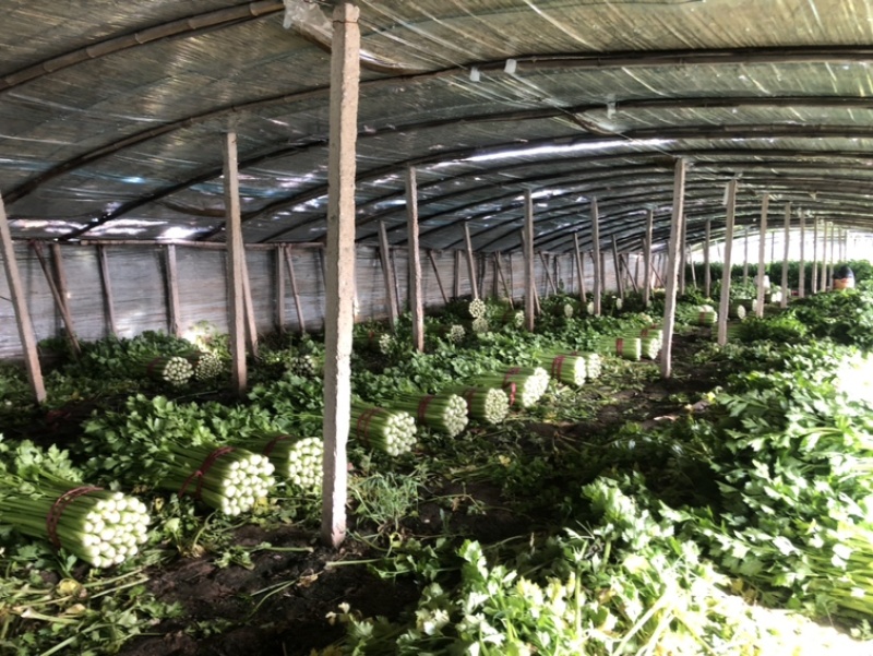【邯郸热销】精品芹菜新鲜上市全国代发需要的老板联系