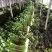 【邯郸热销】精品芹菜新鲜上市全国代发需要的老板联系