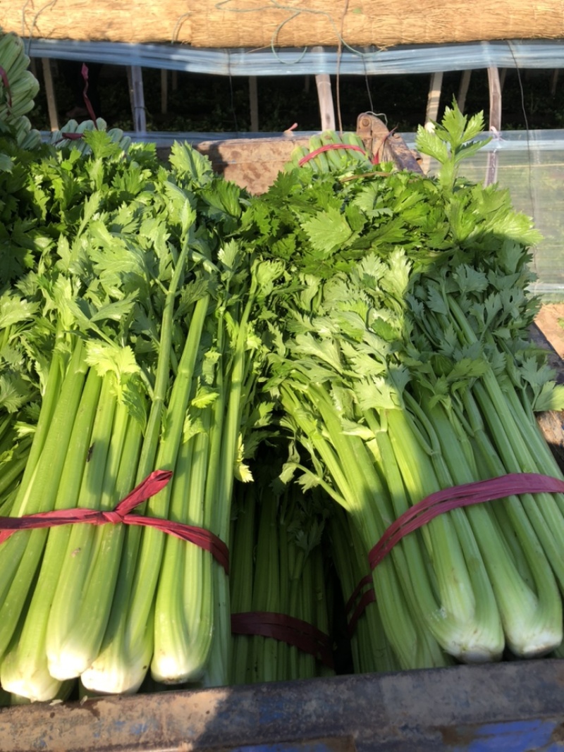 【邯郸热销】精品芹菜新鲜上市全国代发需要的老板联系