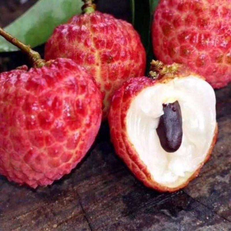 仙进奉荔枝苗正品嫁接妃子笑无核荔枝桂味荔枝苗白糖罂
