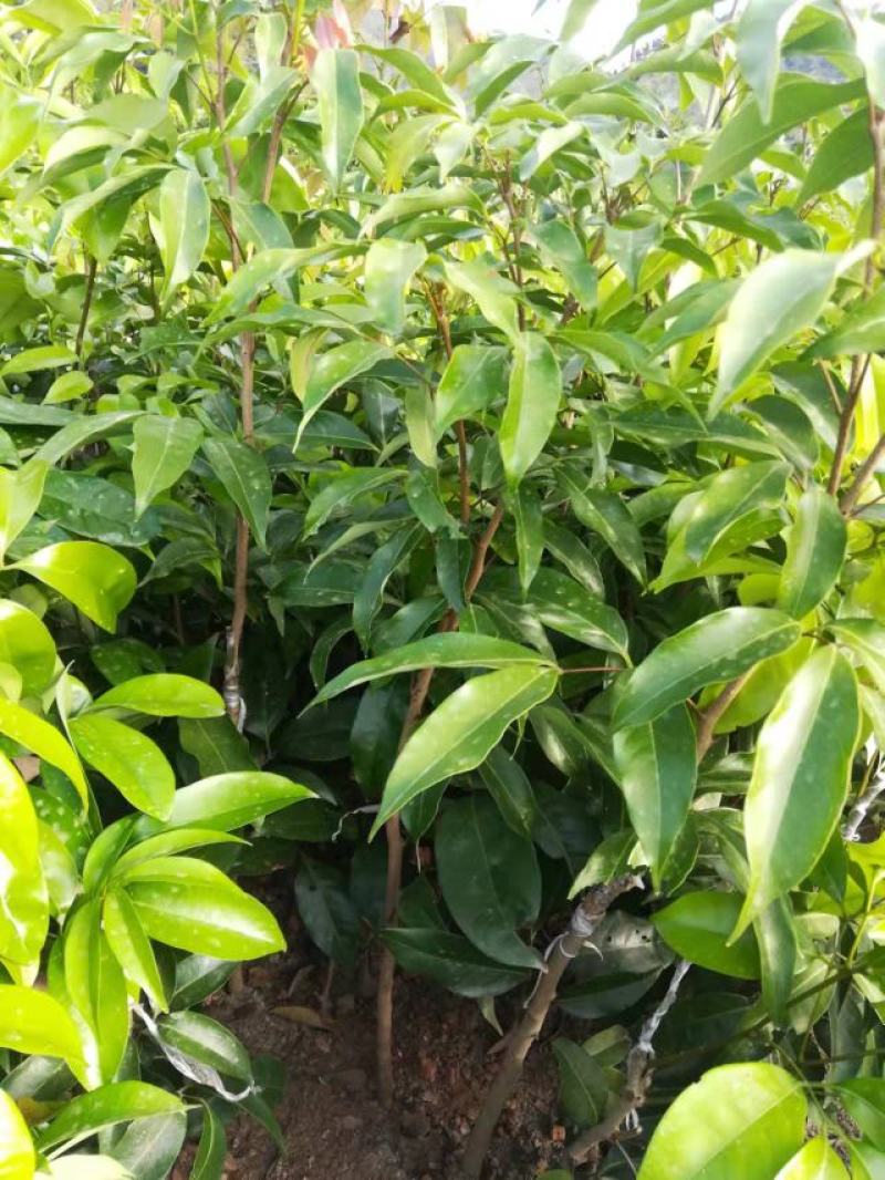 仙进奉荔枝苗正品嫁接妃子笑无核荔枝桂味荔枝苗白糖罂