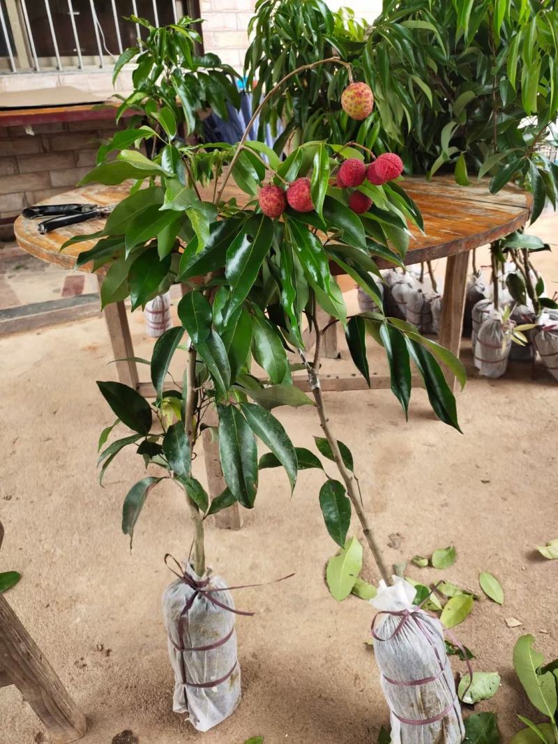 仙进奉荔枝苗正品嫁接妃子笑无核荔枝桂味荔枝苗白糖罂