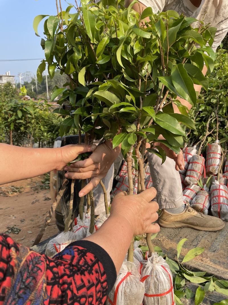 仙进奉荔枝苗正品嫁接妃子笑无核荔枝桂味荔枝苗白糖罂