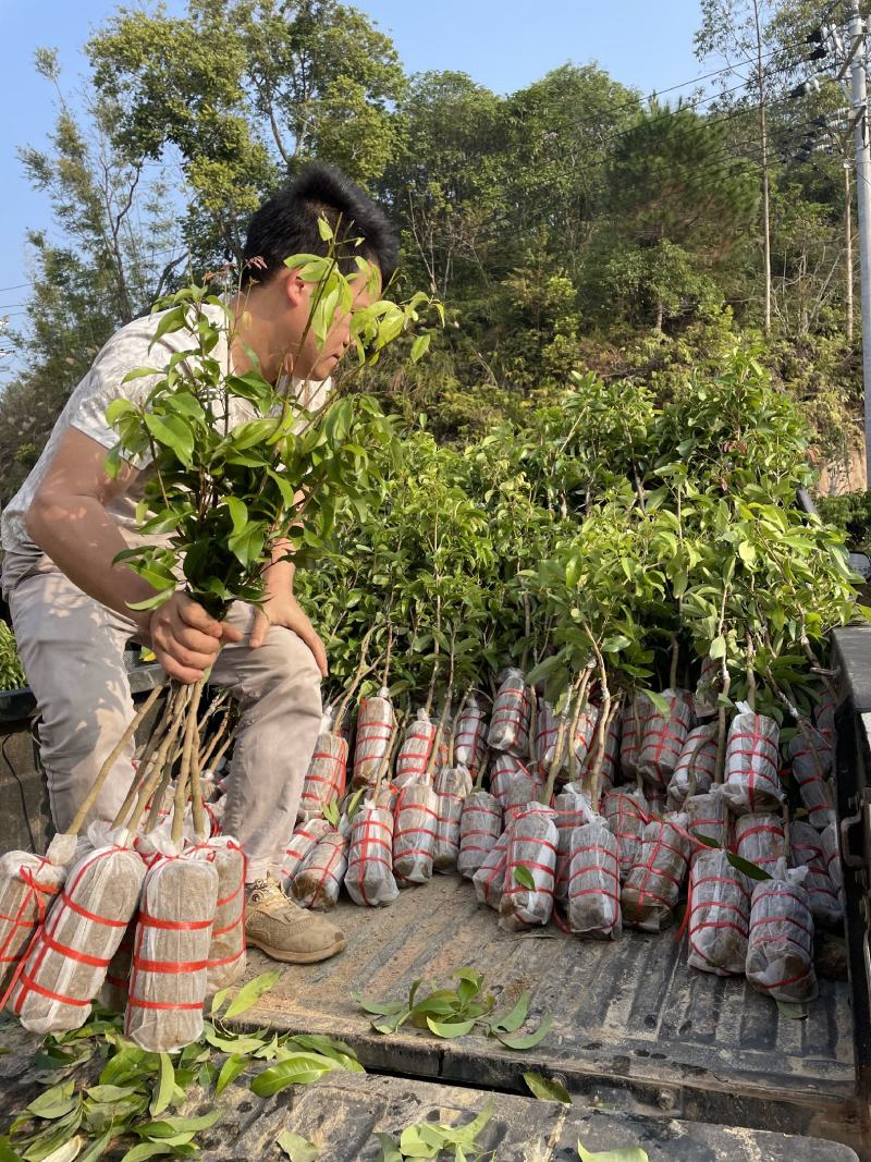 仙进奉荔枝苗正品嫁接妃子笑无核荔枝桂味荔枝苗白糖罂