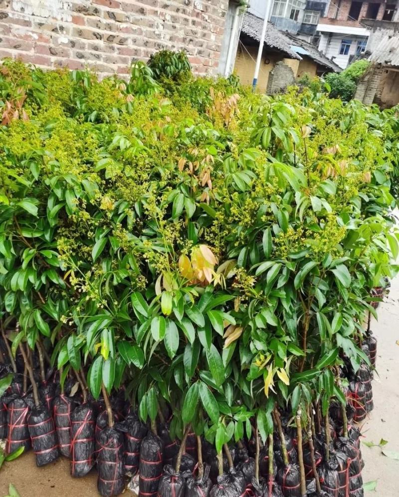 仙进奉荔枝苗正品嫁接妃子笑无核荔枝桂味荔枝苗白糖罂