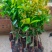 仙进奉荔枝苗正品嫁接妃子笑无核荔枝桂味荔枝苗白糖罂