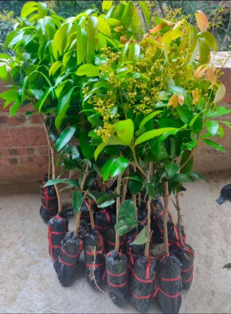 仙进奉荔枝苗正品嫁接妃子笑无核荔枝桂味荔枝苗白糖罂