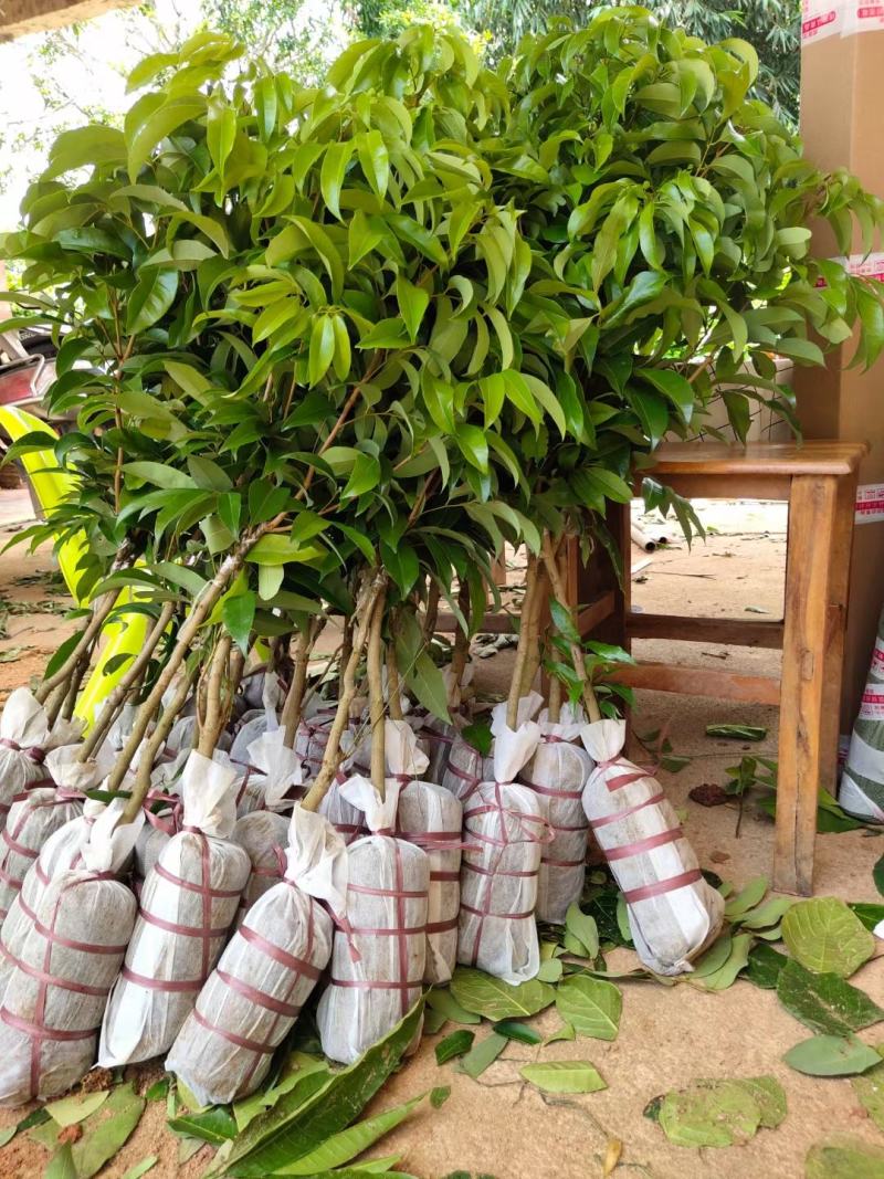 仙进奉荔枝苗正品嫁接妃子笑无核荔枝桂味荔枝苗白糖罂
