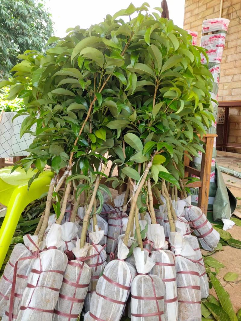 仙进奉荔枝苗正品嫁接妃子笑无核荔枝桂味荔枝苗白糖罂