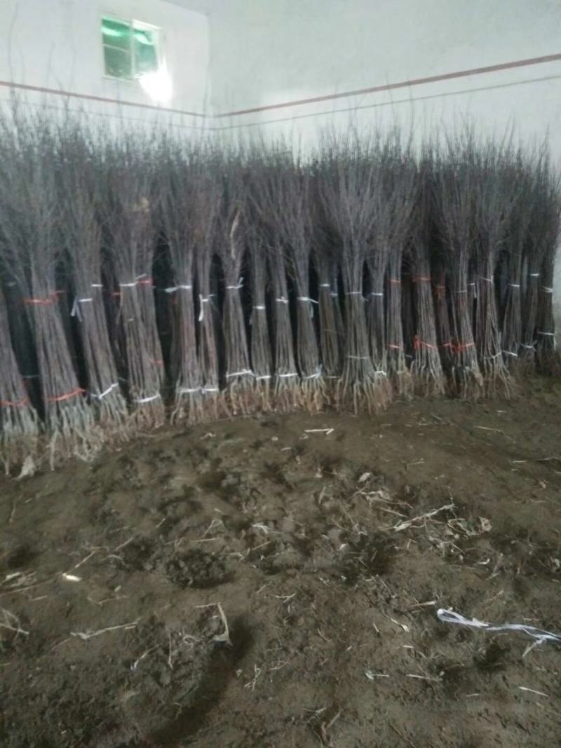 1公分2公分3公分华硕苹果苗红富士苹果树爱妃苹果树苗